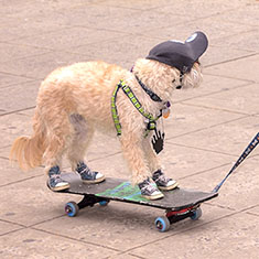 Dog on a skateboard