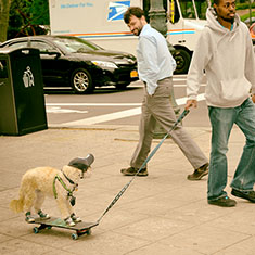 Dog on a skateboard