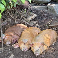 Many Hands Organic Farm, 4, 3 month old pigs napping