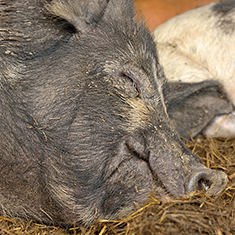 Christian Hill Farm, Adult pig sleeping