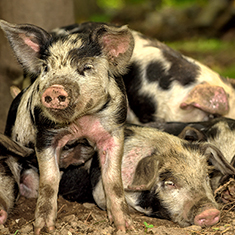 Christian Hill Farm, a group of piglets