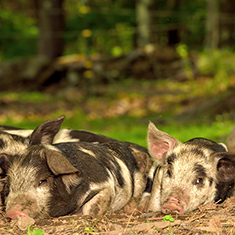 Christian Hill Farm, a group of piglets