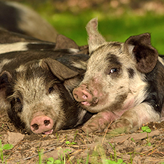 Christian Hill Farm, a group of piglets