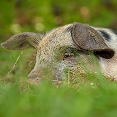 Christian Hill Farm, a piglet sleeping
