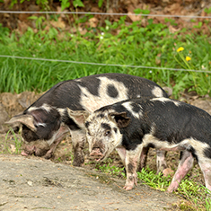 Christian Hill Farm, 2 piglets