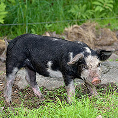 Christian Hill Farm, 2 piglets