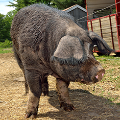 Christian Hill Farm, adult boar walking