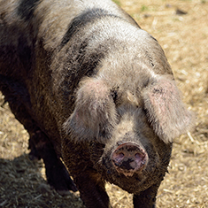 Christian Hill Farm, adult sow walking