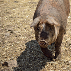 Christian Hill Farm, adult sow walking