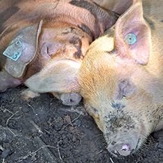 Many Hands Organic Farm, 3, 4 month old pigs napping