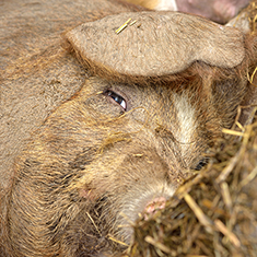 Christian Hill Farm, adult sow resting