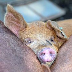 Many Hands Organic Farm, Group of 3 month old pigs eating