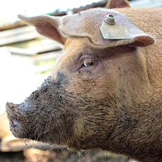 Many Hands Organic Farm, side view of 3 month old pig