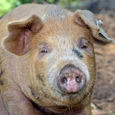 Many Hands Organic Farm, front view of a 3 month old pig