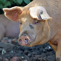 Many Hands Organic Farm, front view of a 3 month old pig