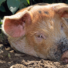 Many Hands Organic Farm, resting 3 month old pig