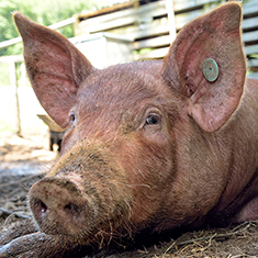 Many Hands Organic Farm, 3 month old pig resting