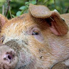 Many Hands Organic Farm, 3 month old pig resting